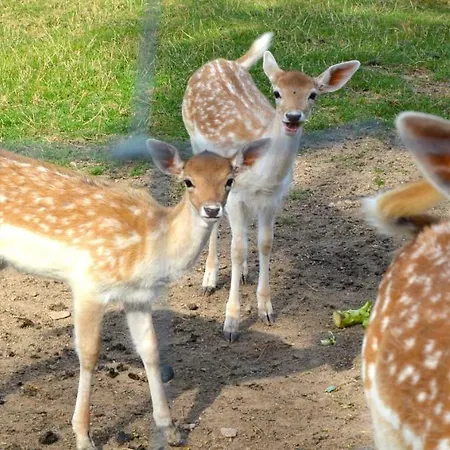 Apartman Ferien-apartment Im Genusshotel Hirschen